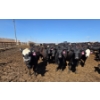 Image 7 : Cattlewood Farms Ltd. - 830# April Delivery Heifers - 70 Head (Vauxhall, AB)