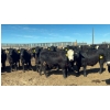 Image 7 : Cross Bar Ranch - 1050# May Delivery Steers - 205 Head (Consort, AB)