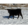 Image 7 : Lazy J Cattle Co. - 900# October Delivery Grass Steers - 120 Head (Cochrane, AB)