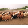 Image 3 : Thomson Cattle Ltd. - 1040# June Delivery Steers - 120 Head (Silver Valley, AB)