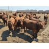 Image 4 : Ripple Rock Ranch - 750# June Delivery Heifers - 82 Head (Fincastle, AB)