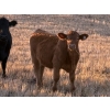 Image 2 : Greg & Andrew Malyk - 570# November Delivery Steer Calves - 100 Head (Carvel, AB)