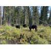 Image 5 : Kamloops Area Ranchers - 685# October Delivery Steer Calves - 140 Head (Kamloops, BC)