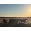 Image 7 : Rowdy Ross - 36 Black/Black X April/May Calving Bred Heifers (Langham, SK)