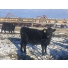 Image 11 : Rock Creek Cattle Co. Ltd. - 530# December Delivery Weaned Heifers - 38 Head (Nanton, AB) VBP+