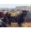 Image 3 : Elkwater Farming Co. - 1630# Cows - 520 Head (Elkwater, AB)
