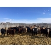 Image 2 : South Ridge Simmentals - 600# March Delivery Heifers - 105 Head (Monarch, AB)
