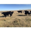 Image 3 : GIT Performance Cattle - 7 F1 Saler Heifers