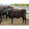 Image 3 : Cornerglen Ranching - 720# May Delivery Heifers - 50 Head (Ponoka, AB)