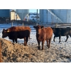 Image 2 : Little Rainbow Ranch - 1150# January Delivery Open Heifers - 40 Head (Moosomin, SK)