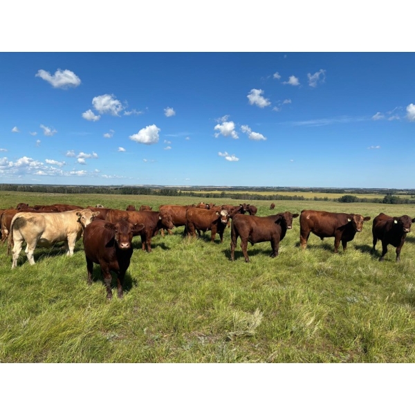 Logan Marr - 1050# September Delivery Grass Steers - 175 Head (Marwayne, AB)