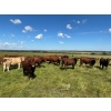 Image 1 : Logan Marr - 1050# September Delivery Grass Steers - 175 Head (Marwayne, AB)