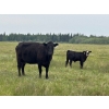 Image 9 : Franklin Cattle Co. - 600# December Delivery Heifer Calves - 200 Head (Marwayne, AB)