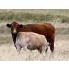 Image 5 : Jean Lamson - 630# October Delivery Steer Calves - 85 Head (Hanna, AB)