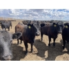 Image 15 : Lone Star Cattle Co. - 980# June Delivery Heifers - 260 Head (Strathmore, AB)