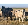 Image 16 : Darcy, Colton & Blake Reinhardt - 700# October Delivery Steer Calves - 88 Head (Nightingale, AB)