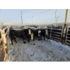 Image 9 : High Prairie Ltd. (Leonard Parke) - 11 Black Heifers (Pen 537 - 539)