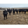 Image 2 : Ripple Rock Ranch - 750# March Delivery Steers - 290 Head (Fincastle, AB)