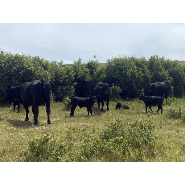 Wildcat Cattle Co. Ltd. - 475# November Delivery Steer Calves - 110 Head (Elkwater, AB) VBP+