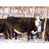 Image 2 : Coteau Ranch - 1350# Cows - 45 Head (Kisbey, SK)