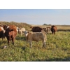 Image 7 : Logan Brothers (Rod, Barry & Bruce) - 630# October Delivery Steer Calves - 85 Head (Oyen, AB)