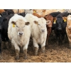 Image 2 : JG Larson Livestock (V-V) - 800# April Delivery Heifers - 74 Head (Jenner, AB) VBP+