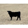 Image 7 : Muridale Shorthorns - 500# October Steer Calves - 85 Head (Hodgeville, SK)