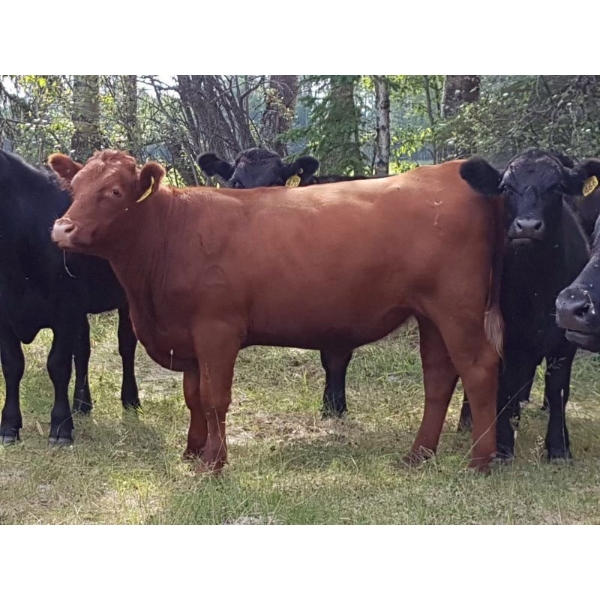 K6 Farms - 900# September Grass Steers - 210 Head (Winfield, AB)