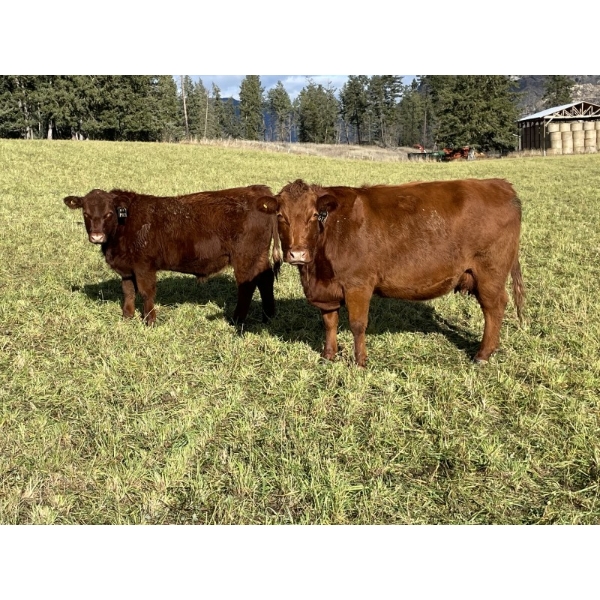 Ian & Bev Smith - 690# October Delivery Steer Calves - 45 Head (Rock Creek, BC)