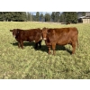 Image 6 : Ian & Bev Smith - 670# October Delivery Heifer Calves - 30 Head (Rock Creek, BC)