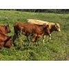 Image 5 : Emil Larson - 47 Oct/Nov Delivery Steers & Heifers (Millet, AB)