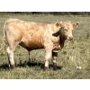 Image 5 : DL Half Diamond Ranch - 680# Steer Calves - 90 Head (Fort Macleod, AB)