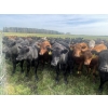Image 6 : K6 Farms - 1000# Sept/Oct Delivery Grass Steers - 210 Head (Buck Lake, AB)