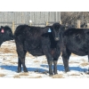 Image 10 : Loch Lomond Livestock Ltd. - 725# March Delivery Steers - 45 Head (Eyebrow, SK)