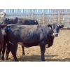 Image 4 : PSV Farms Ltd. - 875# June/July Delivery Heifers - 71 Head (Enchant, AB)