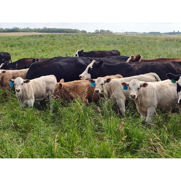 Ramage Land & Cattle - 550# November Delivery Steer Calves - 65 Head (Fairlight, SK) VBP+