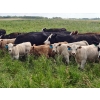 Image 1 : Ramage Land & Cattle - 550# November Delivery Steer Calves - 65 Head (Fairlight, SK) VBP+