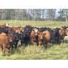 Image 2 : K6 Farms - 1000# Sept/Oct Delivery Grass Steers - 210 Head (Buck Lake, AB)