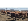 Image 5 : Ripple Rock Ranch - 925# June Delivery Heifers - 130 Head (Fincastle, AB)
