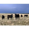 Image 11 : Lamb Cattle Company - 475# October Delivery Heifer Calves - 250 Head (Hanley, SK)
