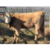 Image 10 : Donovan Banman - 630# October Delivery Heifer Calves - 50 Head (Hays, AB)