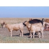 Image 3 : Johnson's Hwy 36 Farm - 620# Steer Calves - 100 Head (Vauxhall, AB) 