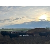 Image 6 : Cross Bar Ranch - 930# June Delivery Heifers - 70 Head (Consort, AB)