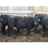 Image 2 : Barfus Farms - 15 Black Replacement Heifers (Hillspring, AB)
