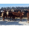 Image 4 : Lobstick Land & Livestock - 1025# September Delivery Grass Heifers - 420 Head (Niton Junction, AB)
