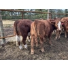 Image 10 : Bob & Donna, Nikita Leavitt - 600# October Delivery Steer Calves - 55 Head (Kamloops, BC) VBP+