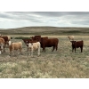 Image 2 : H&K Ranch - 590# October Delivery Steer Calves - 100 Head (Hilda, AB)