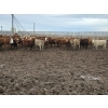 Image 5 : Ripple Rock Ranch - 790# March Delivery Weaned Heifers  - 278 Head (Fincastle, AB)
