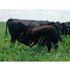 Image 6 : Cluny Colony - 640# October Delivery Steer Calves - 70 Head (Cluny, AB)