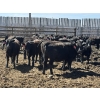 Image 4 : Birch Island Land & Cattle - 725# May Delivery Heifers - 81 Head (Rhein, SK)